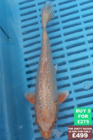 F051 Gin Rin Orenji 7to9in £60