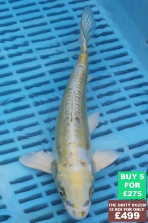 F053 Doitsu Hariwake 7to9in £60