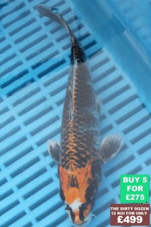 F054 Kujaku 7to9in £60