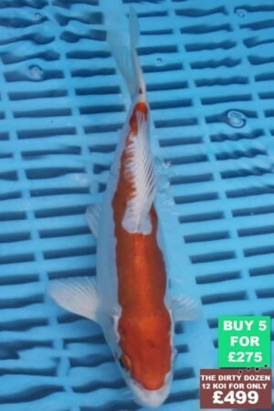 F057 Kikisui 7to9in £60