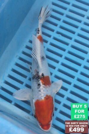 F058 Yamatonishki 7to9in £60