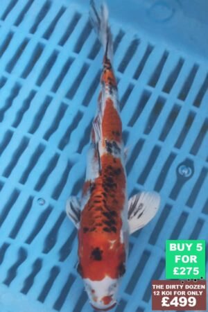 F059 Kujaku 7to9in £60