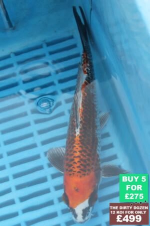 F060 Kujaku 7to9in £60
