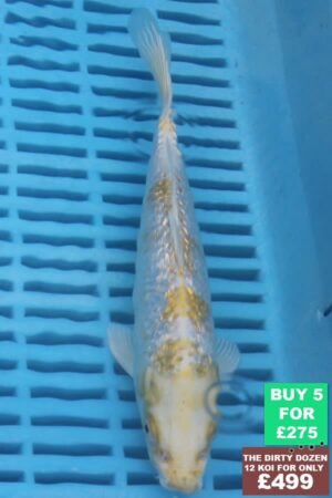 F062 Gin Rin Hariwake 7to9in £60