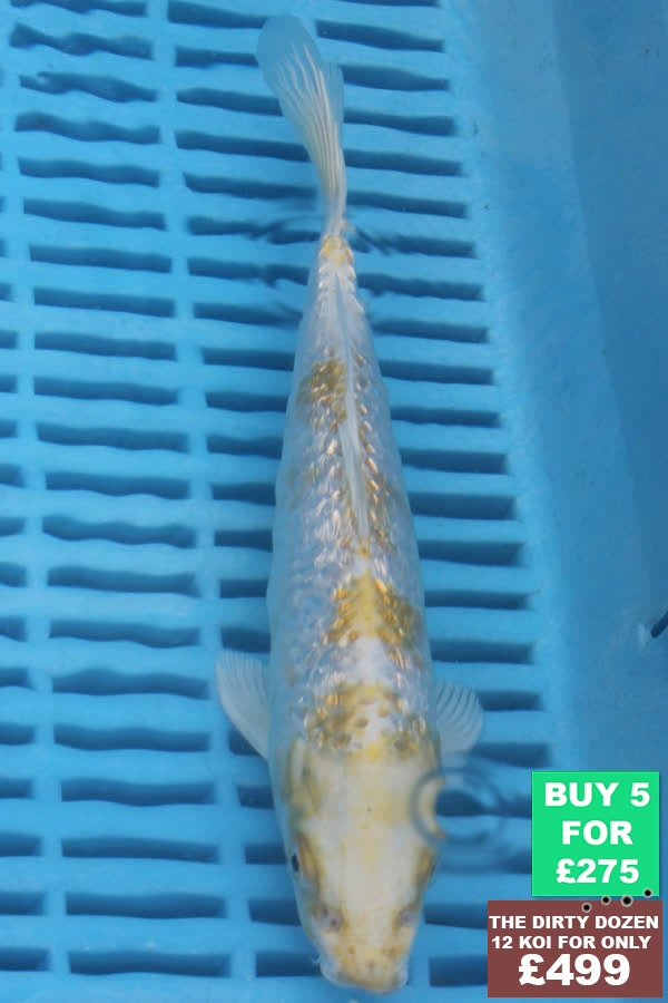 F062 Gin Rin Hariwake 7to9in £60