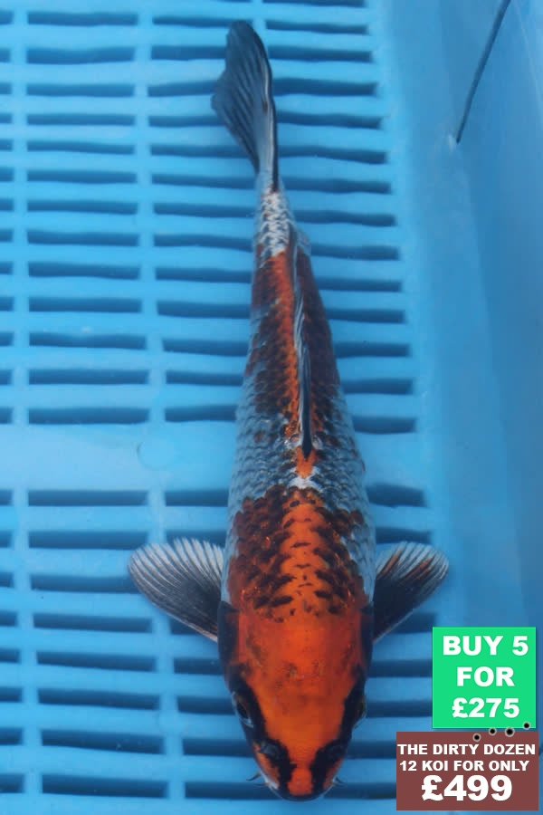F063 Kujaku 7to9in £60