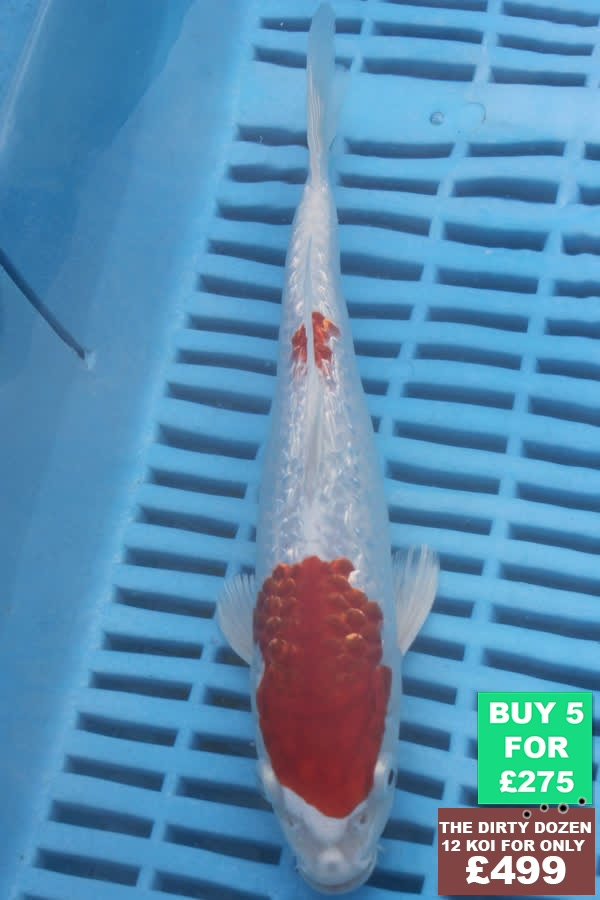 F064 Gin Rin Kohaku 7to9in £60