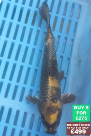 F065 Ki Utsuri 7to9in £60