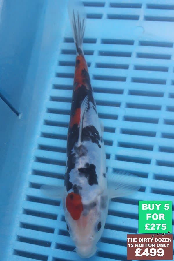 F066 Doitsu Sanke 7to9in £60