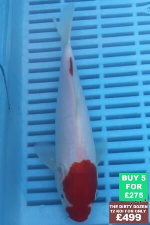 F068 Kohaku 7to9in £60