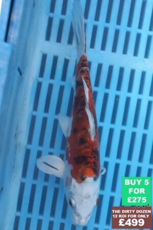 F069 Doitsu Kujaku 7to9in £60