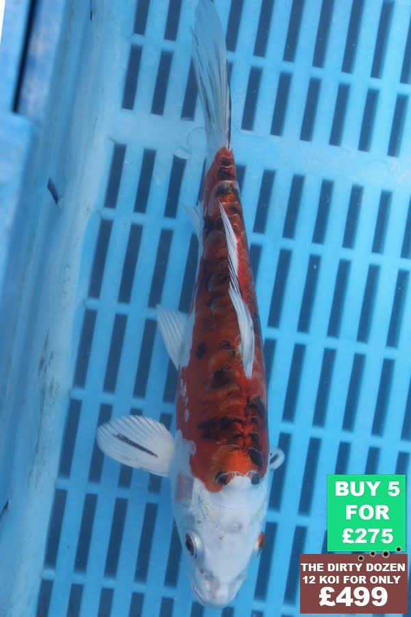 F069 Doitsu Kujaku 7to9in £60