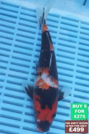 F071 Showa  7to9in £60