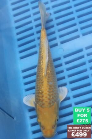 F072 Gin Rin Yambuki 7to9in £60