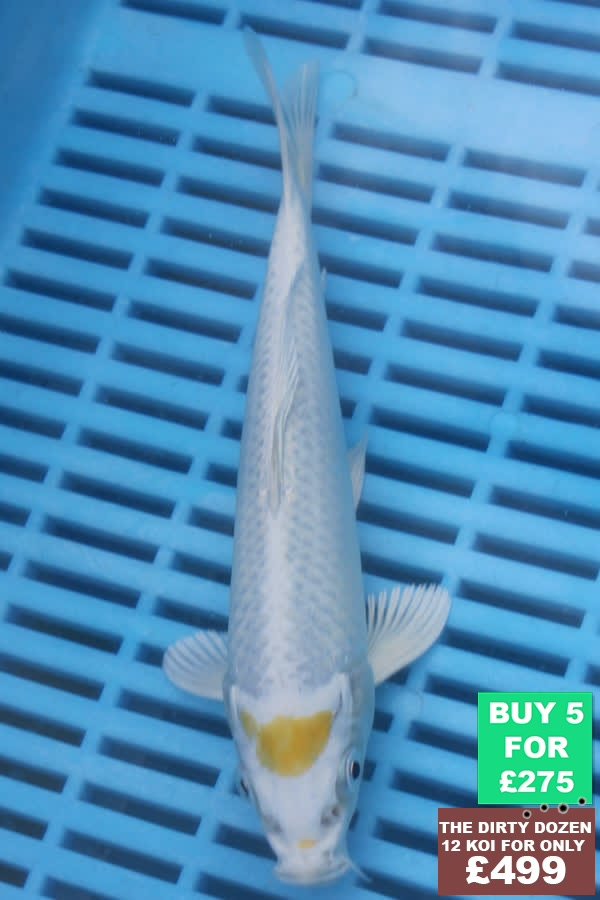 F073 Tancho Hariwake 7to9in £60