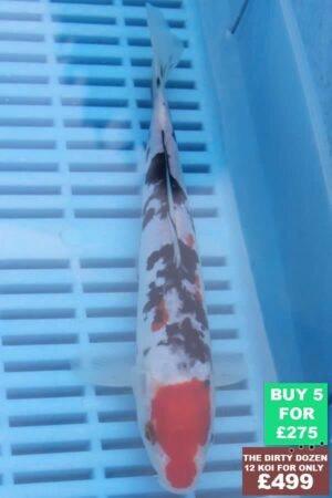 F074 Doitsu Sanke 7to9in £60