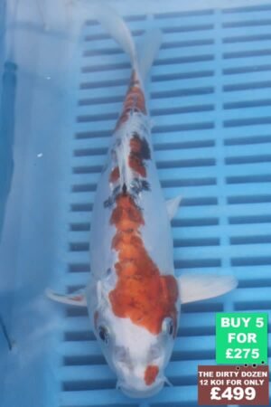 F075 Doitsu Kujaku 7to9in £60
