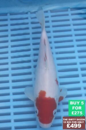 F076 Kohaku 7to9in £60