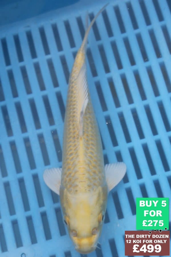 F077 Yamabuki 7to9in £60