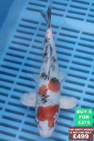 F078 Yamatonishki 7to9in £60