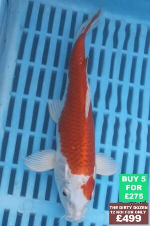 F079 Hariwake 7to9in £60
