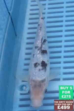 F080 Gin Rin Shiro Bekko 7to9in £60