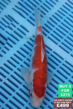 F082 Kohaku 7to8in £60.jpg