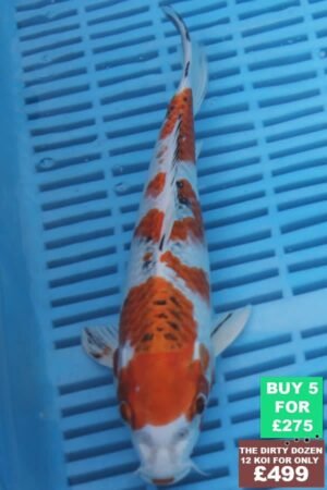 F084 Kujaku 7to8in £60.jpg