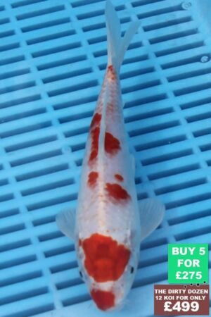 F085 Kohaku 7to8in £60.jpg