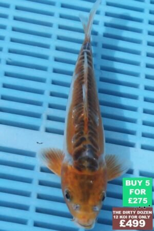 F086 Shusui 7to8in £60.jpg