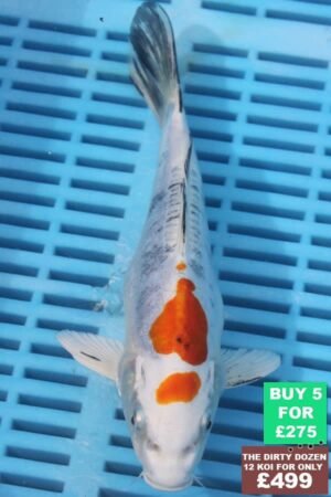 F087 Doitsu Kujaku 7to8in £60.jpg