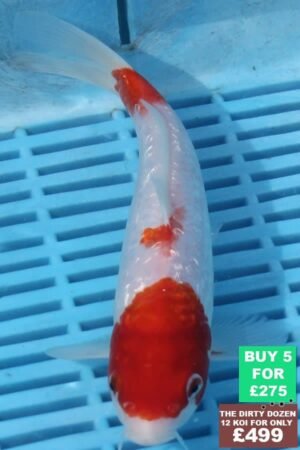 F088 Gin Rin Kohaku 7to8in £60.jpg