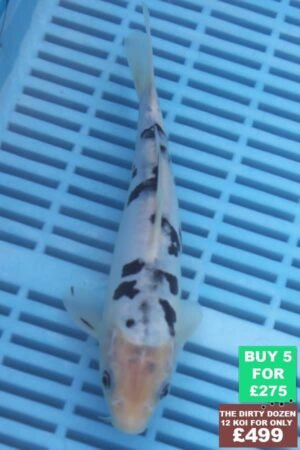 F089 Doitsu Shiro Bekko 7to8in £60.jpg