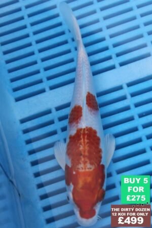 F090 Gin Rin Hariwake 7to8in £60.JPG