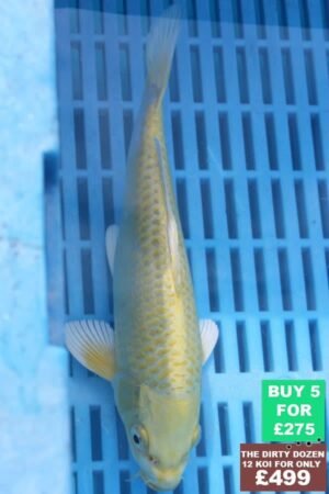 F098 Yamabuki 7to8in £60.JPG