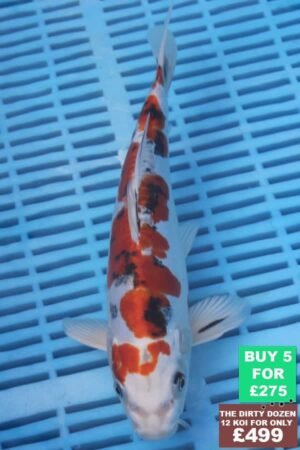 F100 Doitsu Kujaku 7to8in £60.JPG