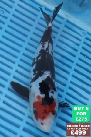 F102 Doitsu Sanke 7to8in £60.JPG