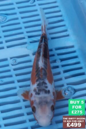 F103 Shusui 7to8in £60.JPG