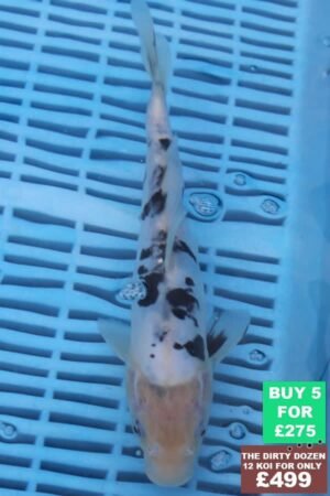 F104 Doitsu Shiro Bekko 7to8in £60.JPG