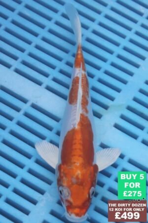 F110 Kikisui 7to8in £60.JPG