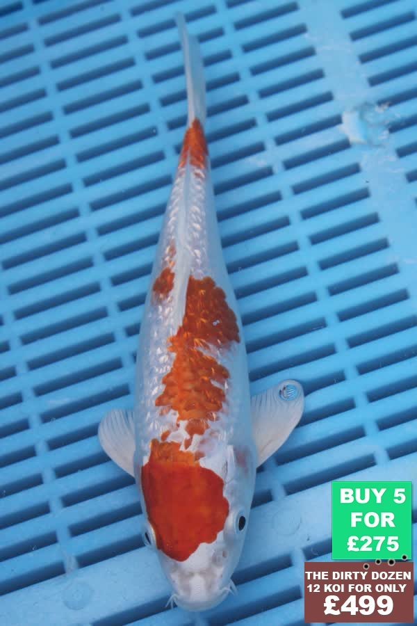 F112 Gin Rin Hariwake 7to8in £60.JPG