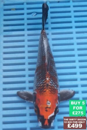 F113 Kujaku 7to8in £60.JPG