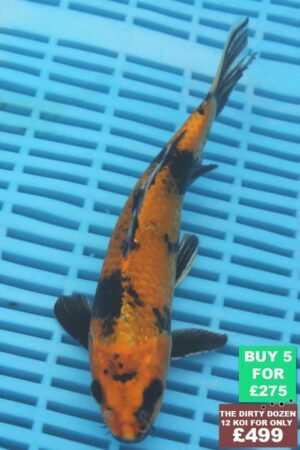 F114 Kin Ki Utsuri 7to8in £60.JPG