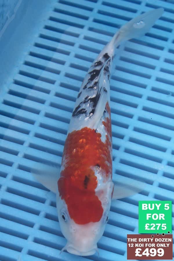 F115 Gin Rin Sanke 7to8in £60.JPG