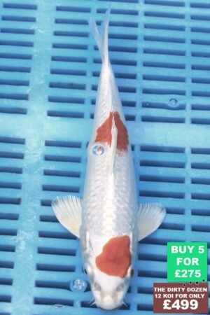 F119 Hariwake 7to8in £60.JPG