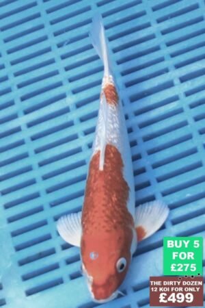 F121 Gin Rin Hariwake 7to8in £60.JPG
