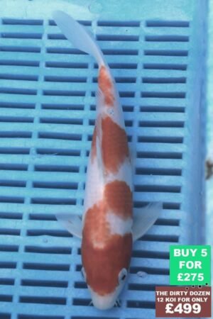 F123 Kohaku 7to8in £60.JPG