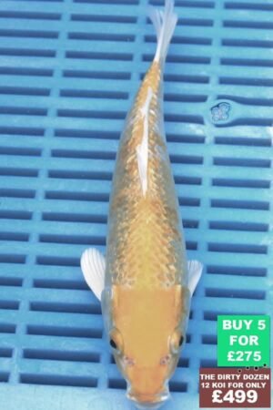 F124 Yamabuki 7to8in £60.JPG