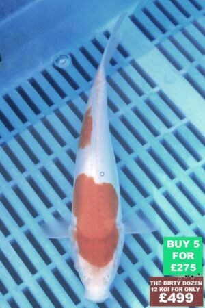 F125 Doitsu Kohaku 7to8in £60.JPG