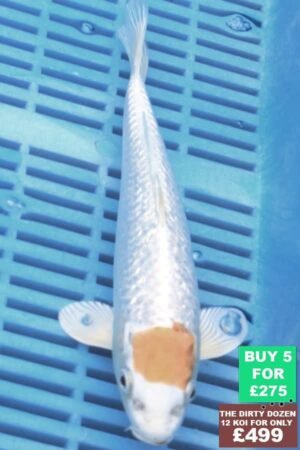 F127 Tancho Hariwake 7to8in £60.JPG
